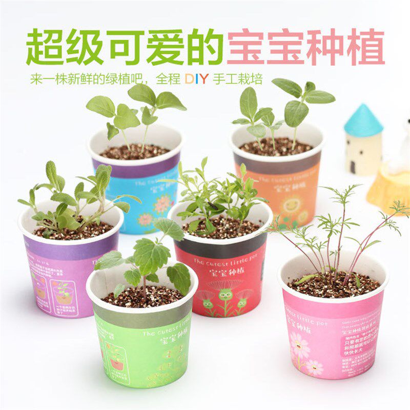 现货速发幼儿园植物小盆栽儿童节创意小礼物稀奇古怪的小礼品地推