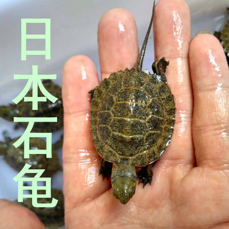 现货速发纯种石龟活物日石杂花草龟招财观赏冷水小乌龟开