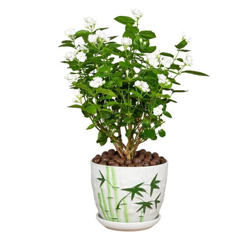 现货速发绿植茉莉四季户外一年盆栽开花室内驱室外庭院晒不怕
