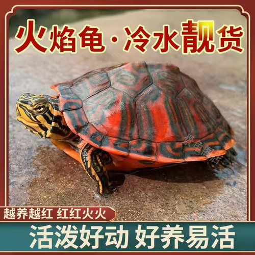 现货速发宽纹火焰龟苗混养深水龟吃粪龟吃菜龟素食乌龟活物稀有乌
