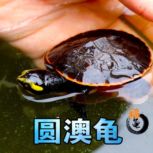 现货速发忍者热带深水乌龟蛋园圆奥龟苗吃鱼屎鱼粪观赏缸清
