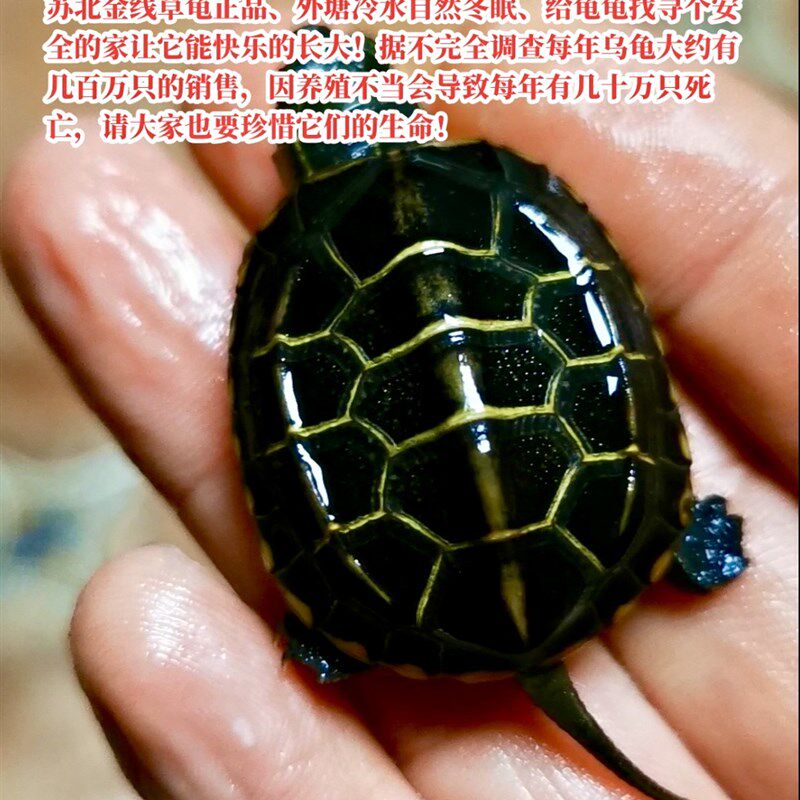 现货速发苏北金线草龟直播入口