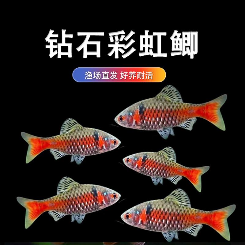 钻石彩虹鲫原生鱼耐高温耐寒