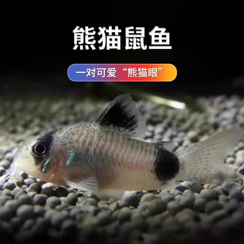 熊猫鼠鱼热带淡水鱼除藻鱼