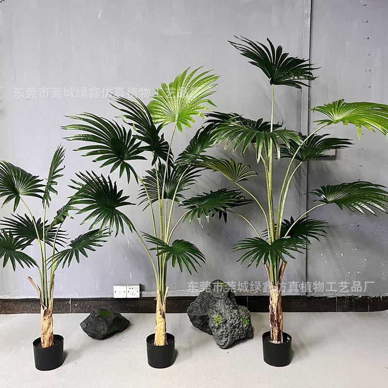 FDC植大型绿植小加州蒲葵盆栽客厅装饰扇葵假树物棕盆景清新