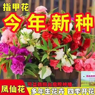 重瓣凤仙花种子多色可染指甲花种子七彩小凤仙四季庭院盆栽花种籽