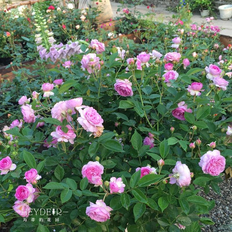 海蒂的花园 玛姬婶婶微型月季阳台庭院多季开花好养花卉植物盆栽