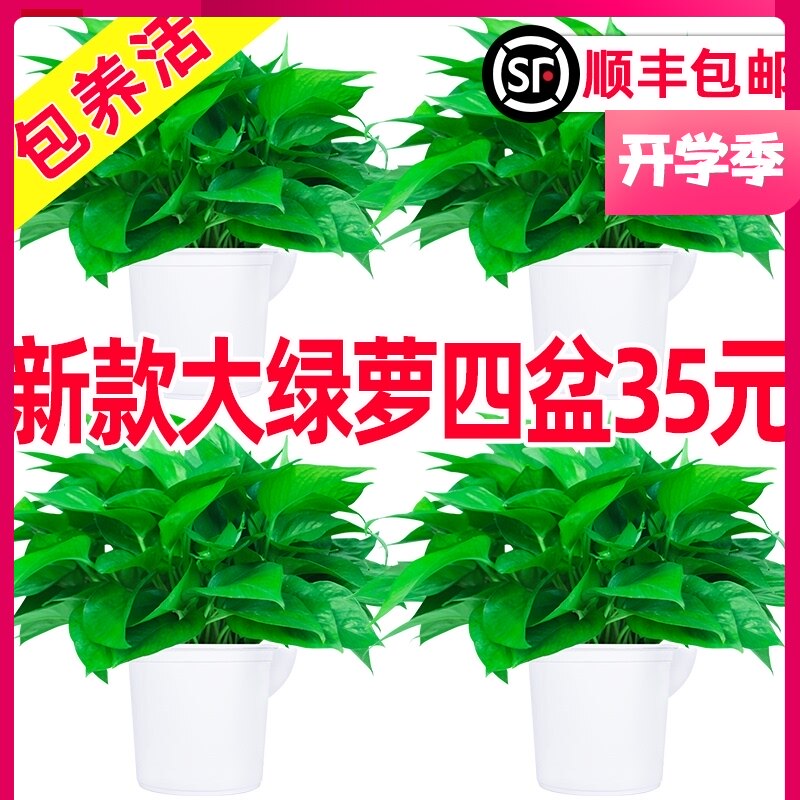 现货速发【包养活】除甲醛大绿萝盆栽室内植物吸甲醛长藤垂吊兰绿