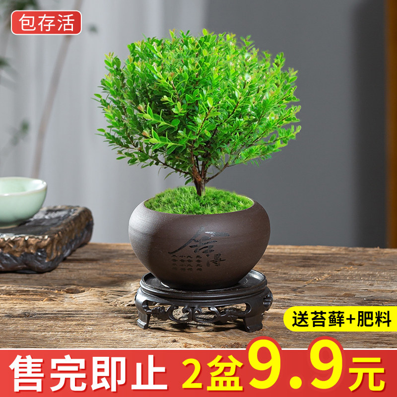 现货速发小叶赤楠老桩苗紫檀微景观水培办公室四季好养金丝楠木绿