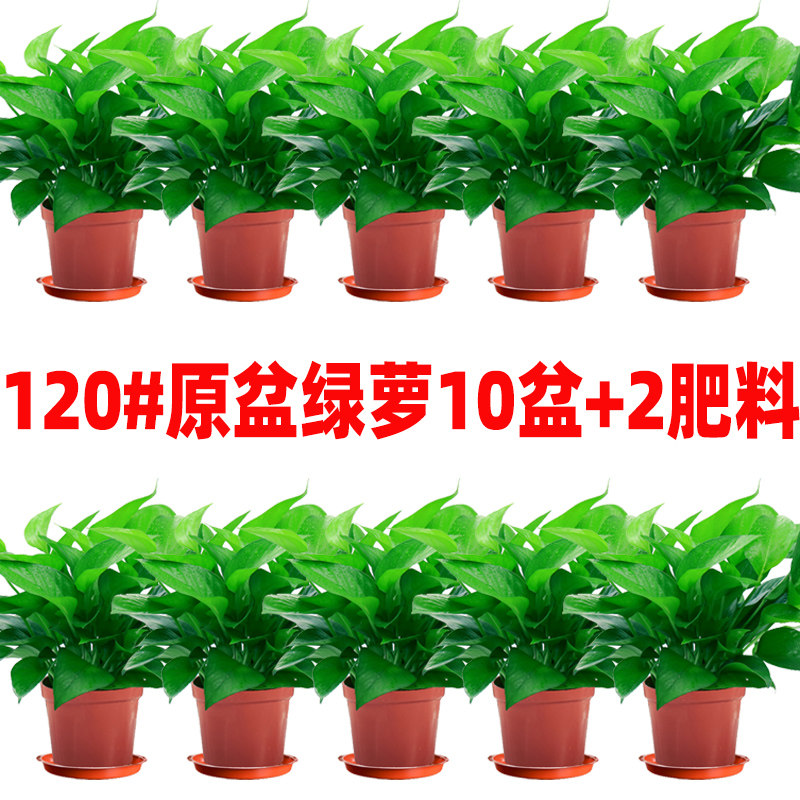现货速发绿萝绿箩绿植盆栽植物室内吸除甲醛水培花卉办公室吊兰垂
