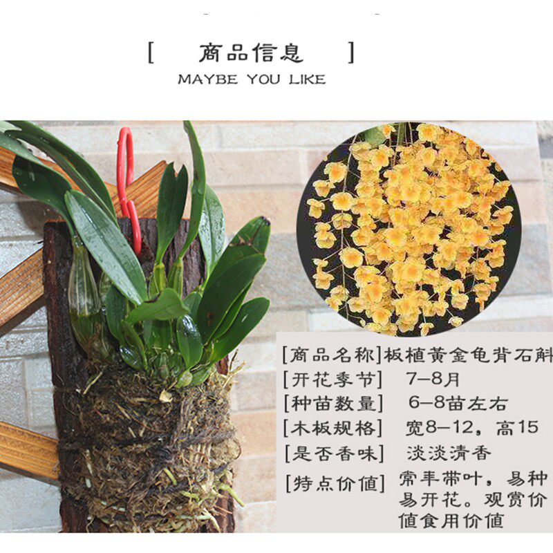现货速发板植石斛兰石斛带板栽好金钗石斛板植松木板种石斛铁皮石