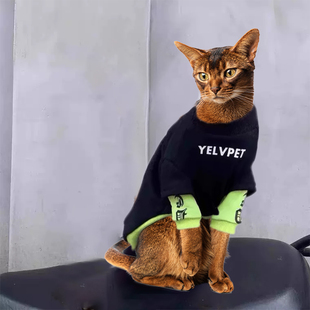 速发阿比西尼亚猫衣猫猫咪冬天冬季穿的加绒幼服秋装公气帅猫