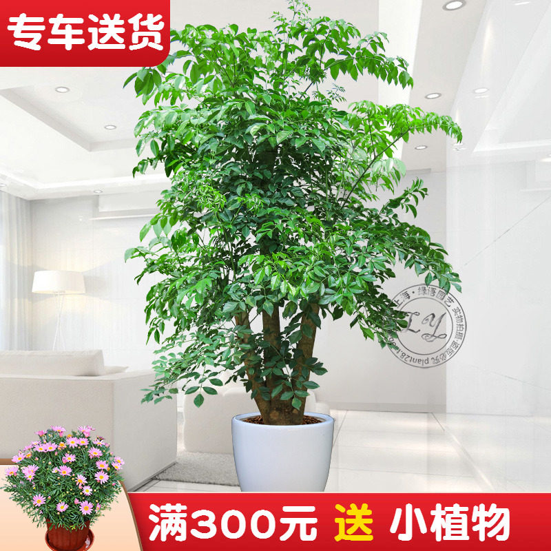 1.8~a2.5米幸福树盆栽 植物办公室内花卉大树桩造型客厅大型绿植