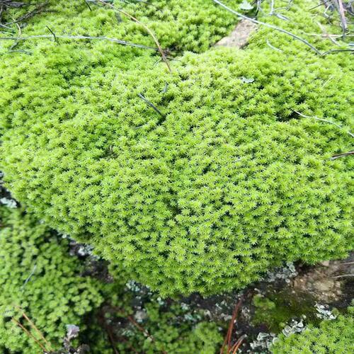 青苔藓植物鲜活日式庭院 园林绿化微景观 雨林P缸盆栽铺面假山绿