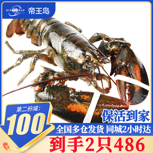 【活虾】波士顿龙虾鲜活大龙虾特大波龙奥龙加拿大澳洲海鲜小青龙