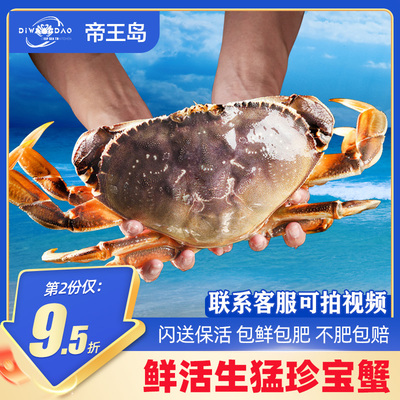 肉质鲜美进口珍宝蟹面包蟹