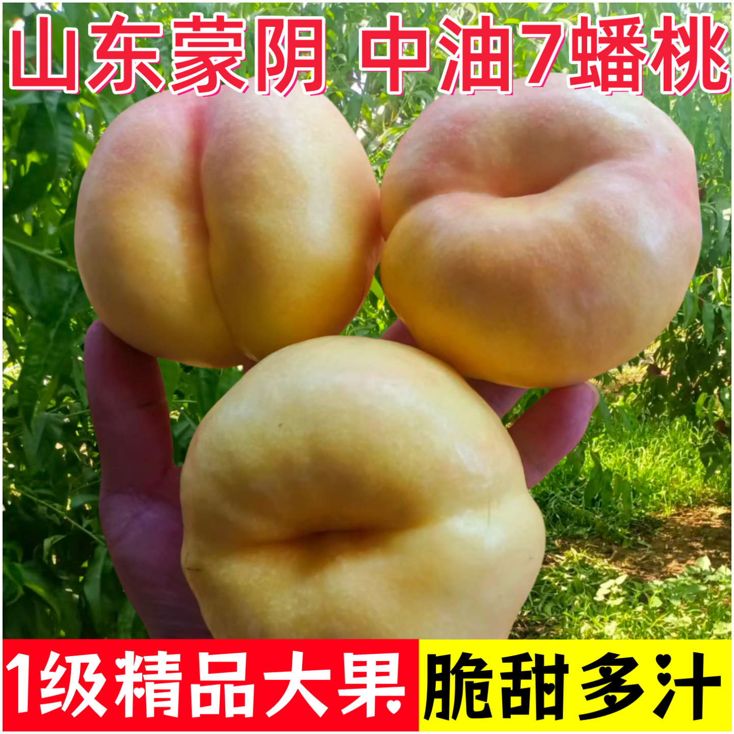 蒙阴特大油蟠桃7号脆甜香甜