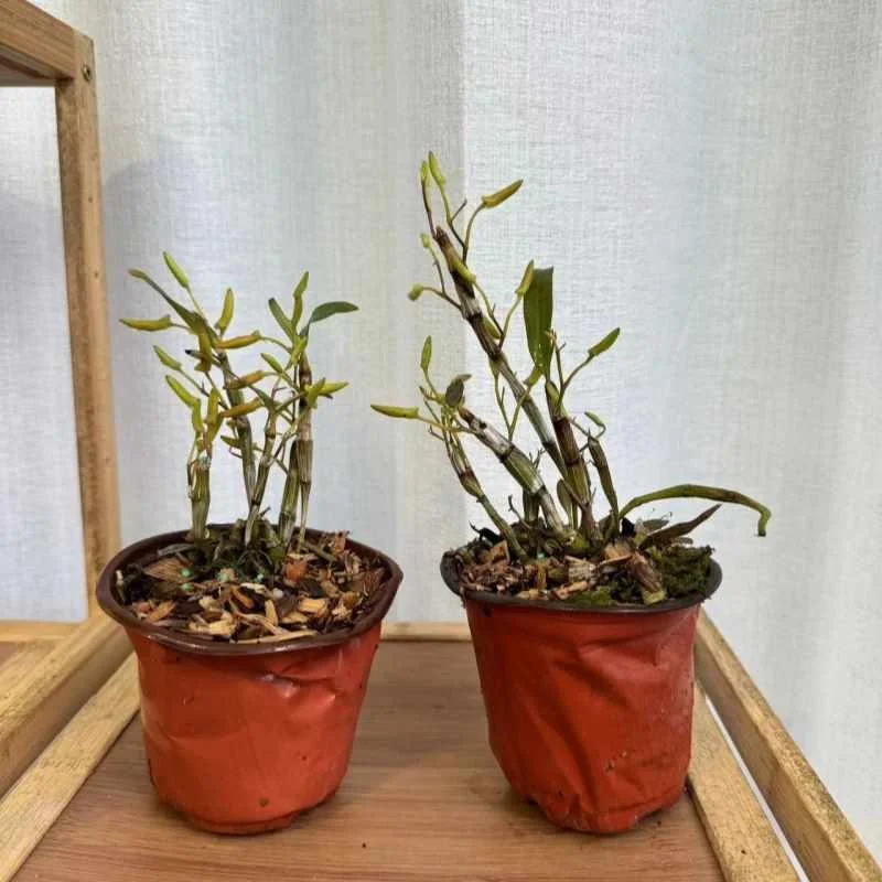 (带花苞)稀有独角石斛吊兰花紫色花绿植越南产石斛花量大花爆款