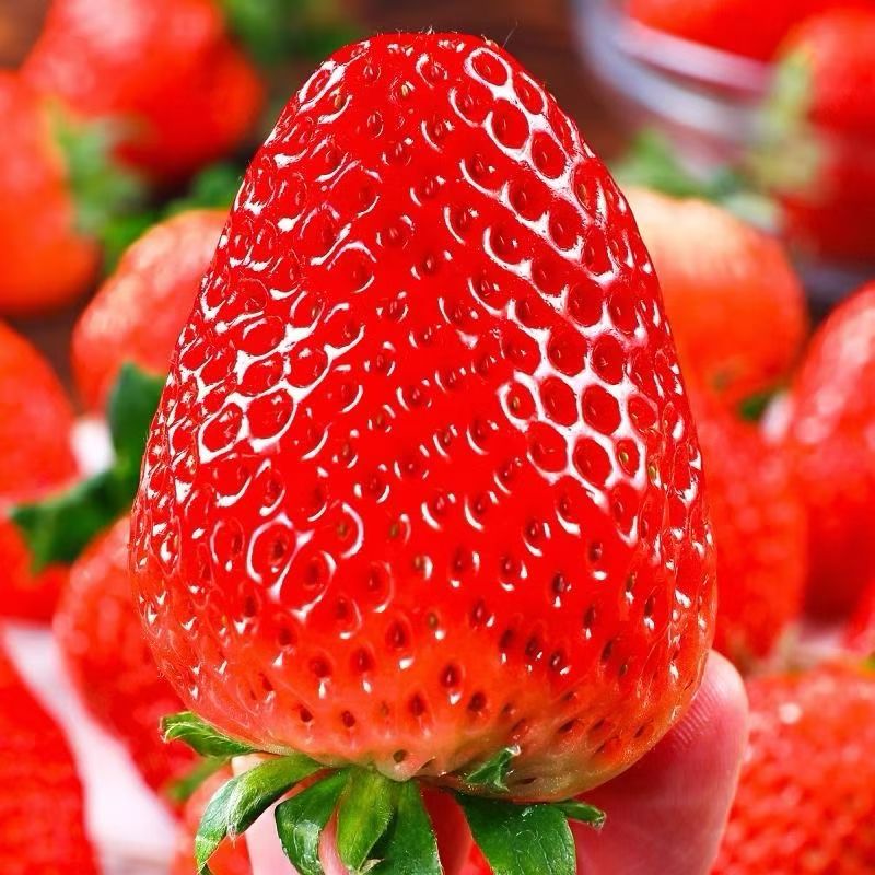 奶油新鲜草莓坏果包赔甄选大果