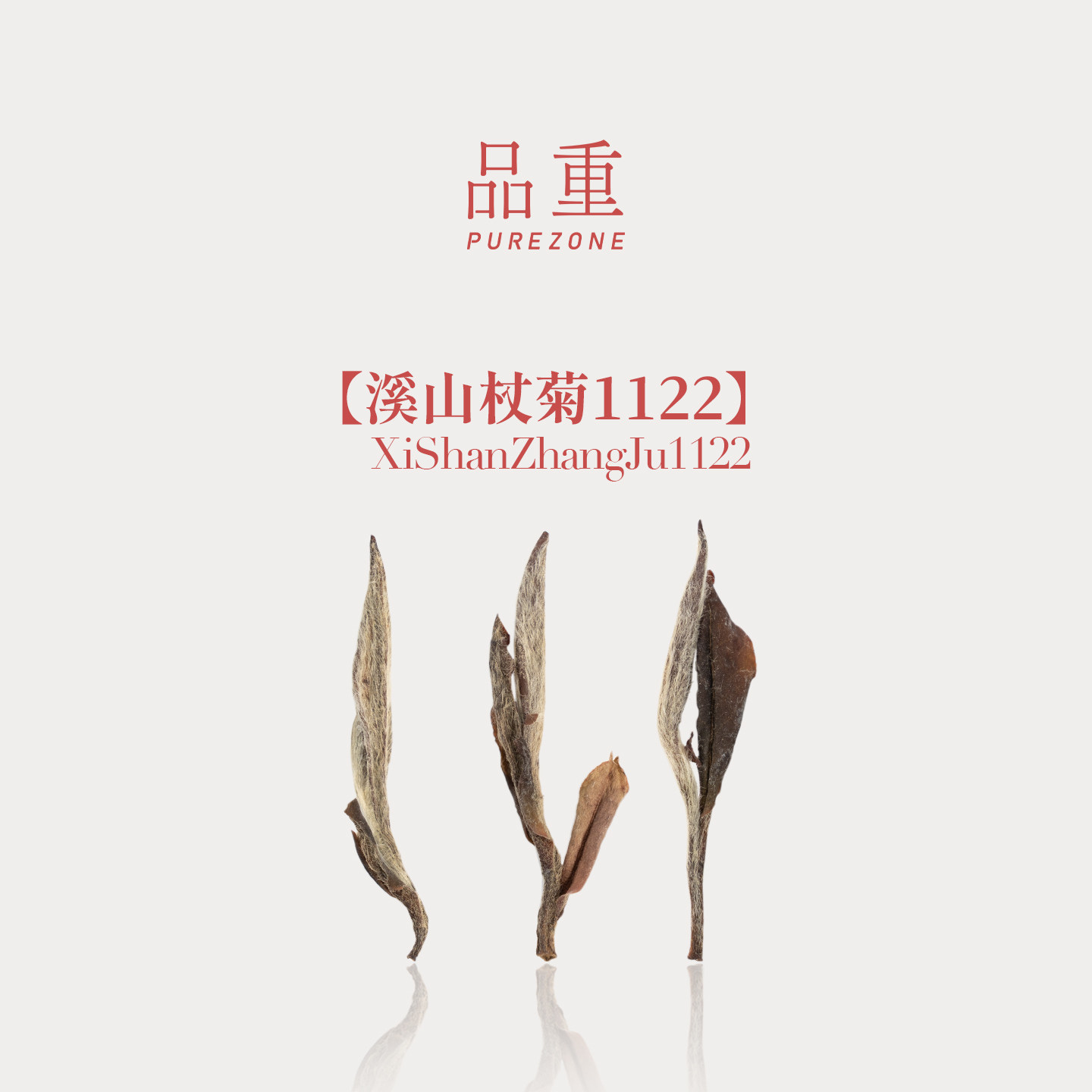 品重『溪山杖菊1122』2011年牡丹王特级白牡丹福鼎白茶磻溪茶叶
