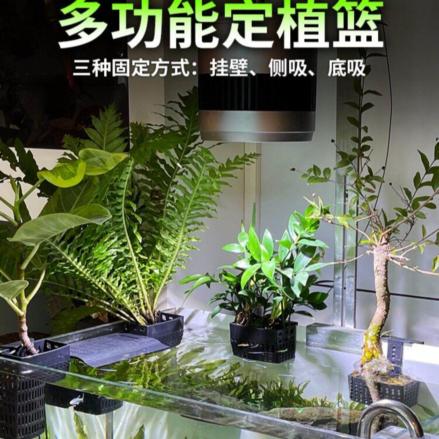 鱼缸边挂篮水培定植绿萝共养水质