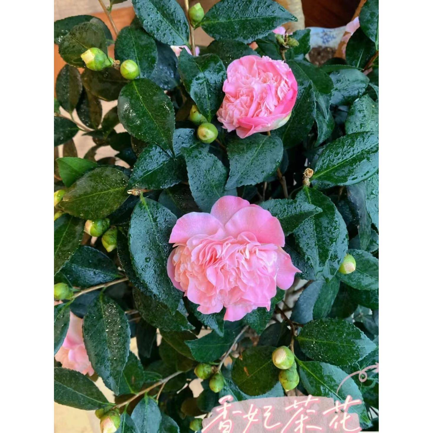 粉色香妃茶花盆栽开花绿植一盆包邮单独发货小鱼