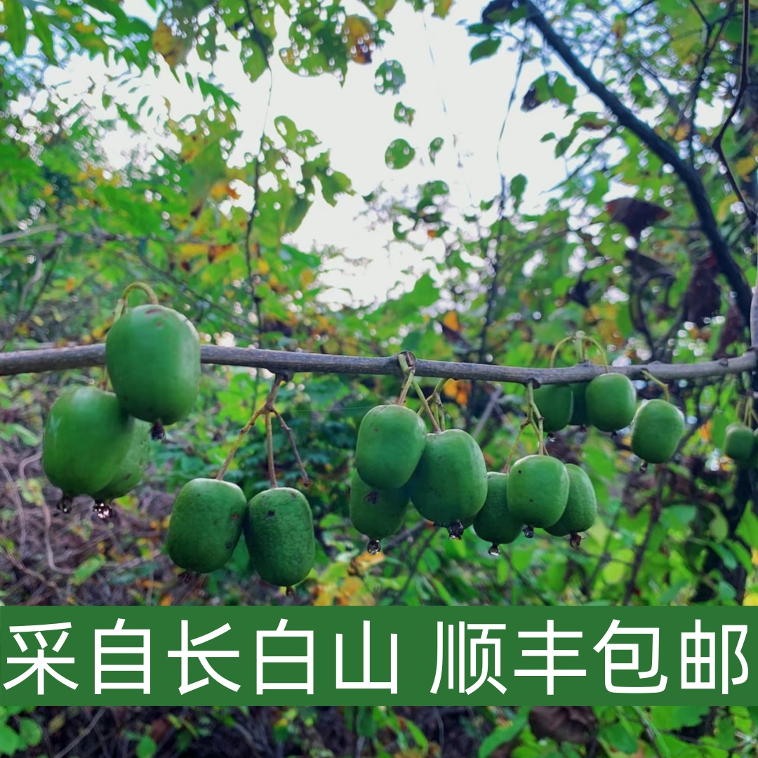三斤当季长白山特产东北野生圆枣子软枣小猕猴桃元枣狗枣子新鲜