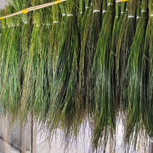 长白山乌拉草东北填充枕头草编织坐垫鞋垫原草装饰手工非遗保暖