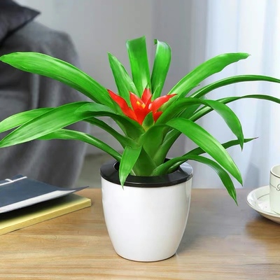 速发鸿运当头卧室内季卉盆栽庭院办公桌台客厅凤梨春季花冬观花植