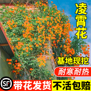 速发耐四凌霄花苗爬藤植物寒季开花卉大苗绿植盆栽庭院台炮仗花紫