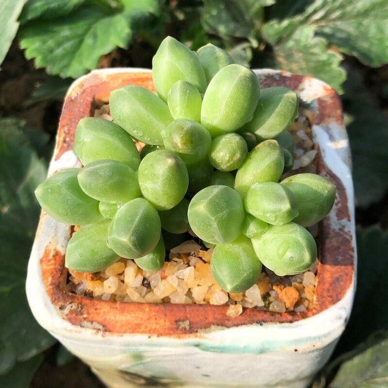 速发多肉植物千代田之松暗纹易爆盆群生萌肉肉办公室创意绿植花卉