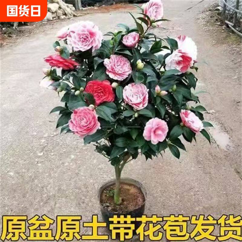 香妃茶花树苗盆栽带花苞五色赤丹植物好养山茶花苗四季开花冬季