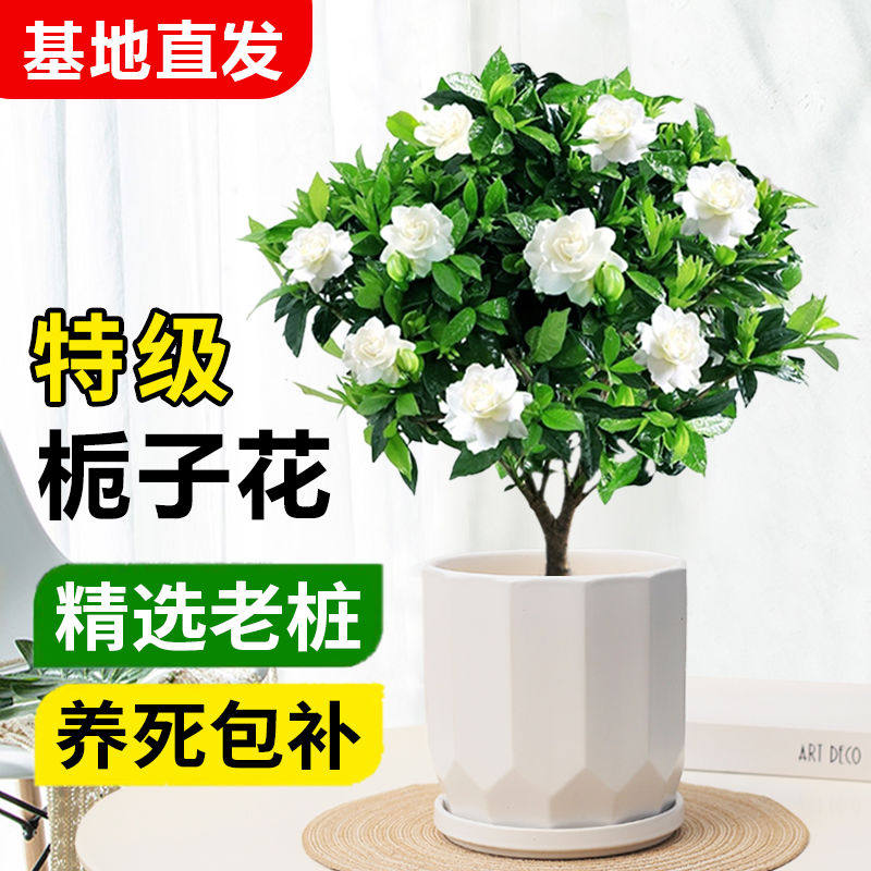 老桩栀子花盆栽客厅阳台庭院四季好养植物室内开花绿植浓香花卉
