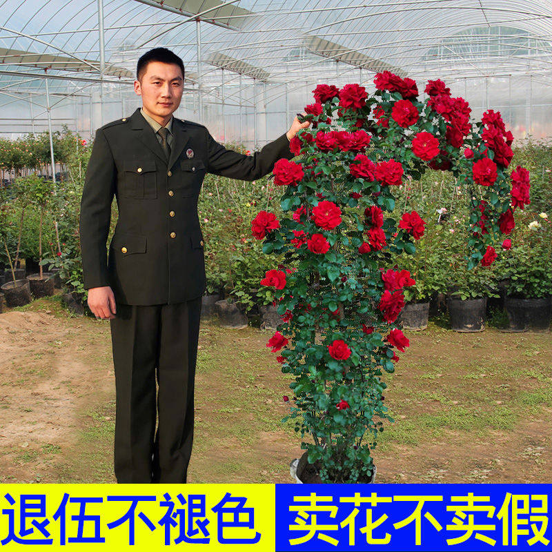 1.6米大苗 藤本月季蔷薇花苗大花爬藤植物四季开花卉浓香玫瑰盆栽