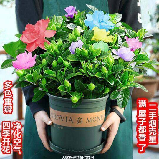 栀子花盆栽四季开花带花苞树苗好养水培绿植浓香型吸甲醛净化空气