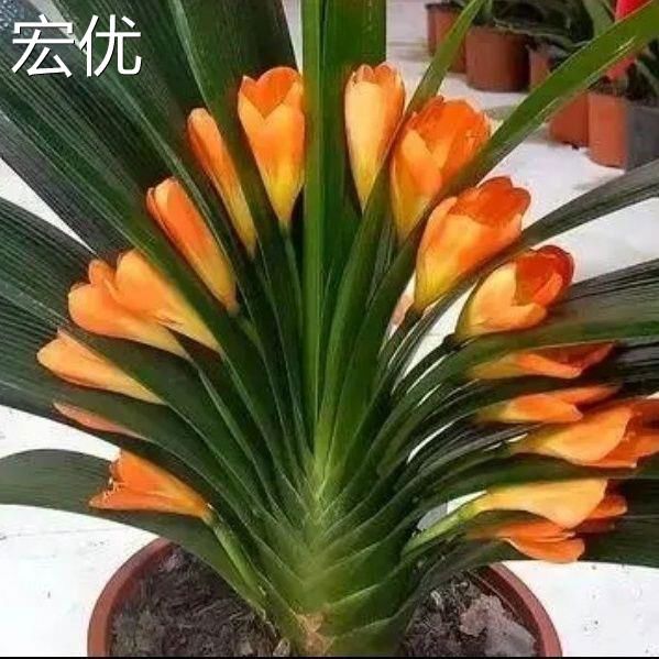 【精】君子兰盆栽室内花卉桌面植物君子兰花苗当年开花君子兰