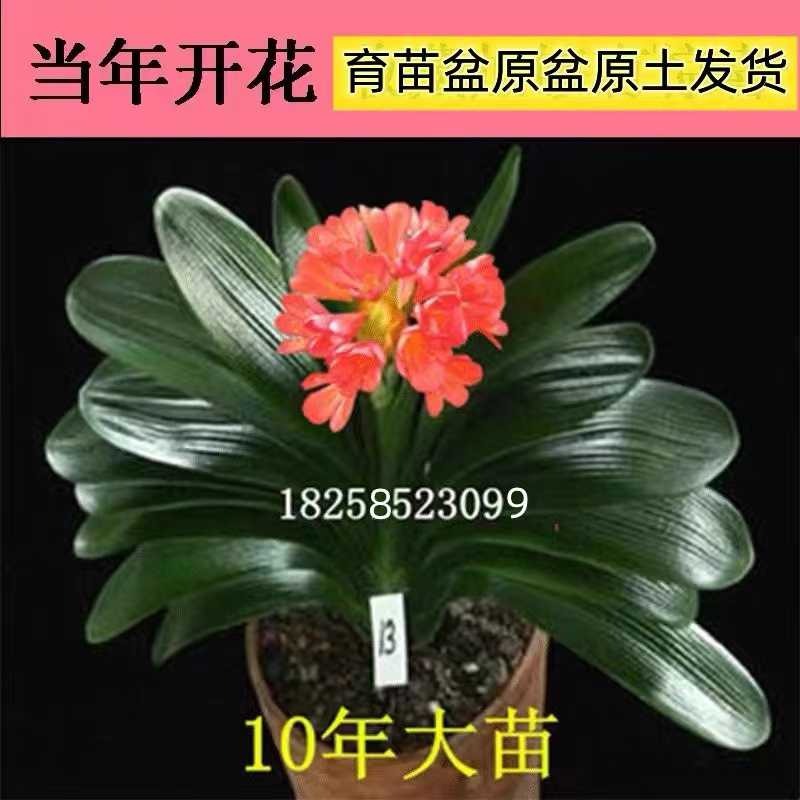 君子兰油匠精大苗绿植盆景带花苞植物室内君子兰小苗兰花苗四季