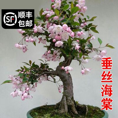 海棠花盆栽四季开花树苗老桩盆景客厅花卉绿植室外庭院植物好养活