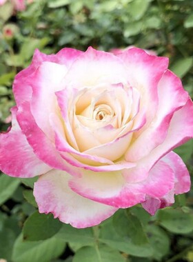 新品日月炽天使六翼天使月季苗灌木庭院大K花浓香四季开花玫瑰花