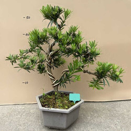 一物一拍造c型罗汉松盆景树桩盆栽植物四季常青绿植室外阳台迎客