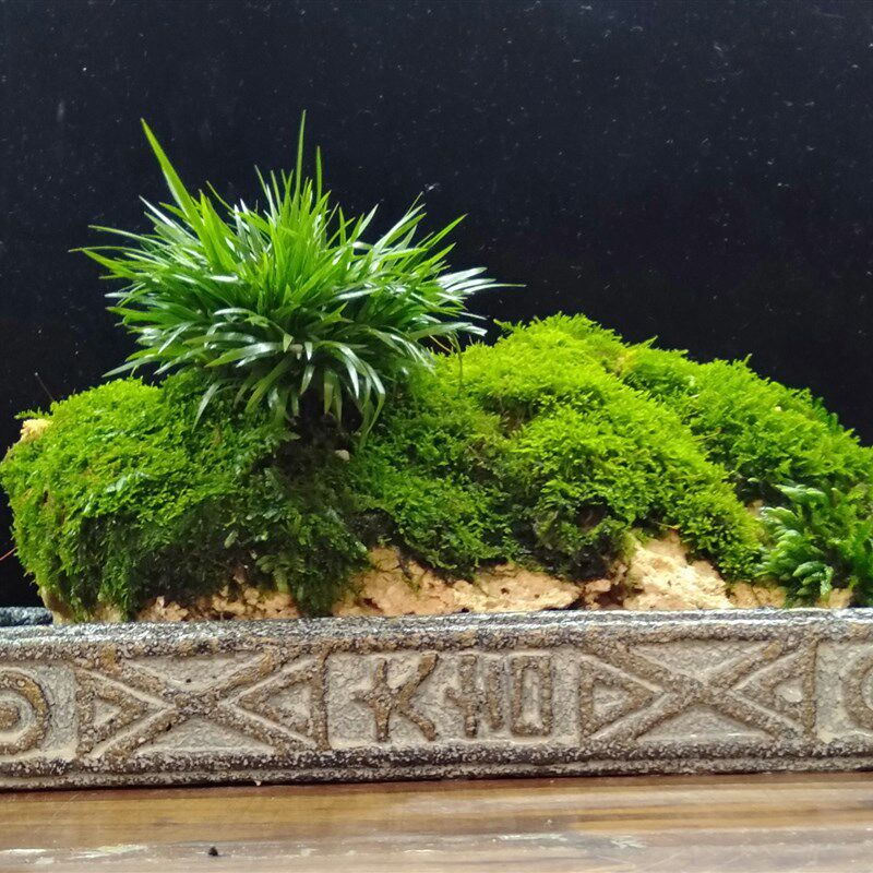 茶室摆件汉砖石头菖蒲盆景办公室内喜阴水培盆栽S绿植物苔藓微景