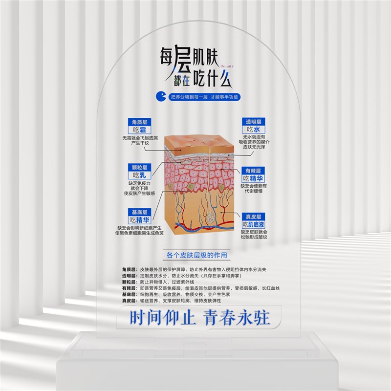 皮肤层级吃什么水乳霜皮肤管理美妆店摆K件门店摆件护肤知识摆件