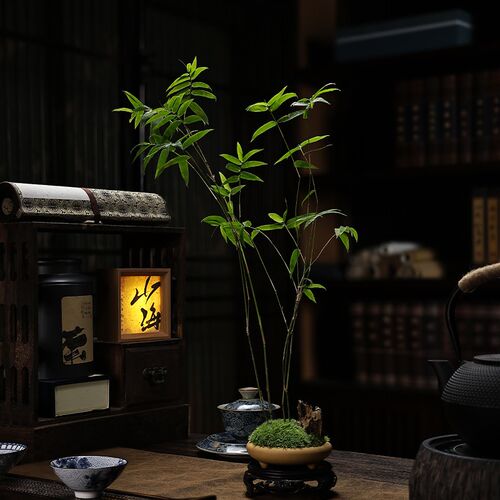 三足盆米竹茶室书m房盆景办公室小盆栽桌面绿植摆件室内好养植物