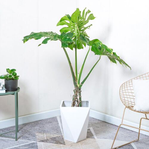 龟背竹盆栽老桩根好养四季常青造型大叶植物客厅办公W室除甲醛无