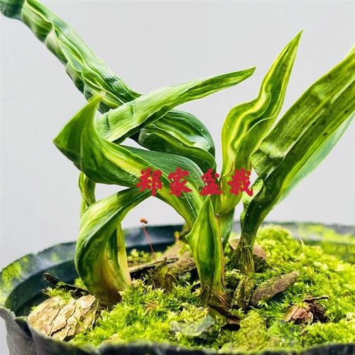 蕙兰花矮种奇异水晶龙奇花奇叶z龙纹绿植盆栽阳台客厅书房庭院精