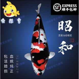 精品进口纯种日本昭和三色锦鲤鱼苗观赏鱼宠物冷水鱼活体包活