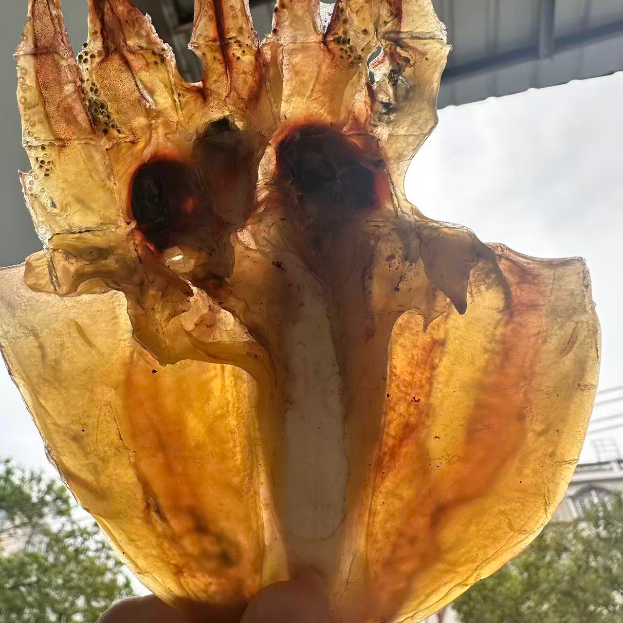 北海优质墨鱼干干货特级纯淡小血墨鱼孕妇煲汤乌贼干船晒风干墨鱼