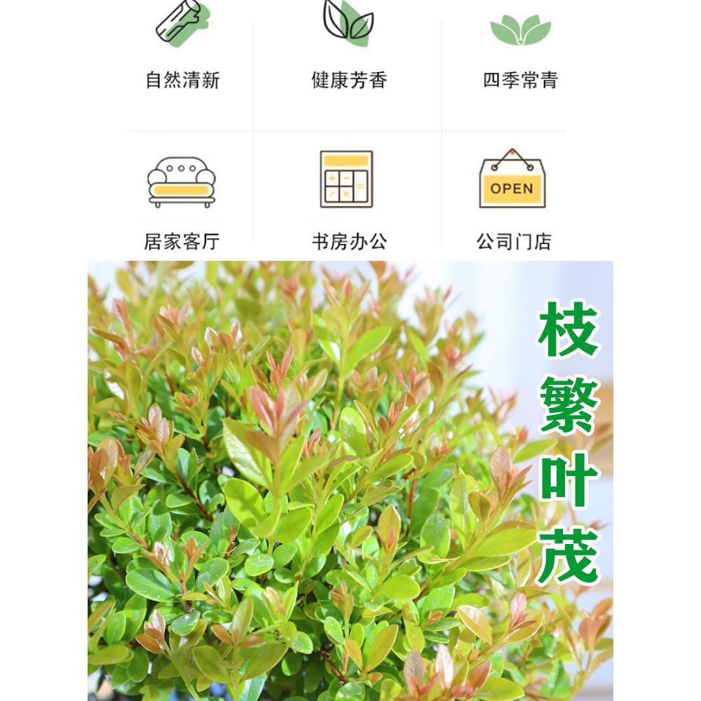 楠木小叶赤楠盆景造型楠木盆景小叶桢楠吸甲醛