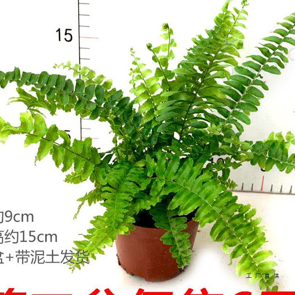 波斯顿蕨盆栽蕨类网红植物室内办公阳台观叶耐阴净化空气四季常青