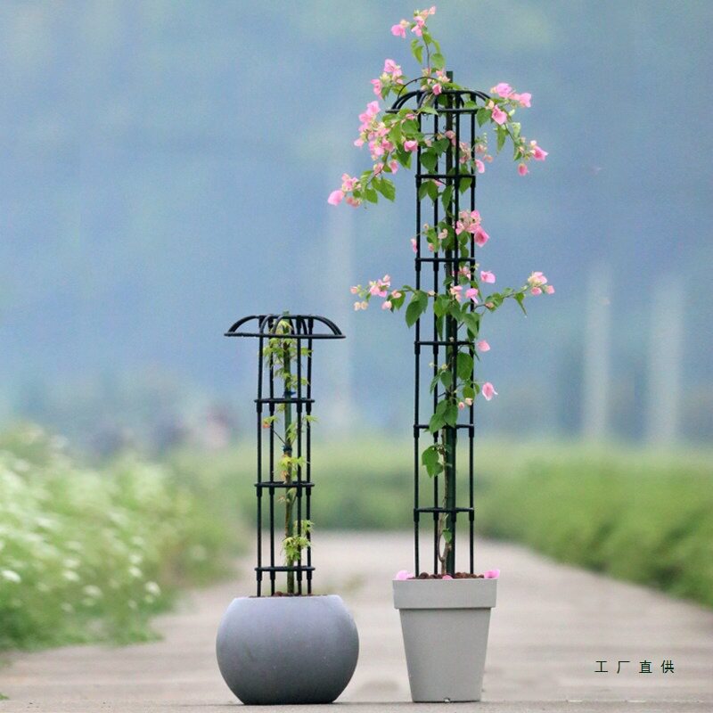 小型园艺花架单双圈伞形爬藤架铁线莲灯笼花攀爬架植物月季花支架